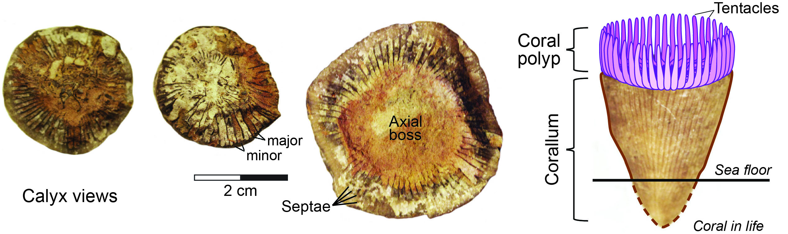 Views of Grewingkia canadensis calices.